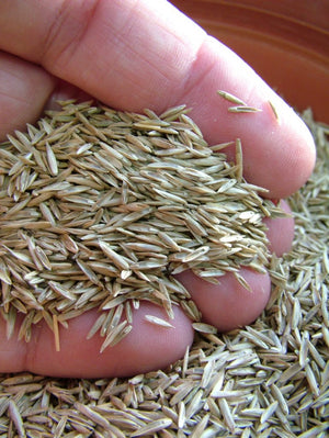 What You Need to Know about Grass Seed