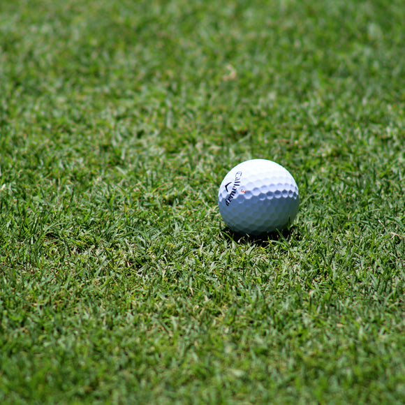 Bowls/Golf Grass Seed